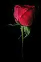 Mentioner image for: Paranormal Romance